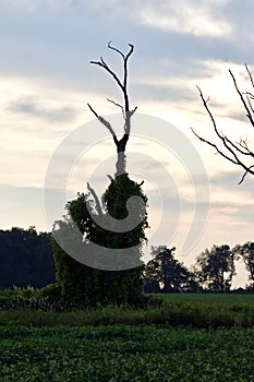 Beautiful isolated image of an amazing old trees