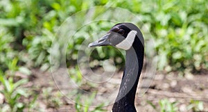 Beautiful isolated image of a Canada goose looking