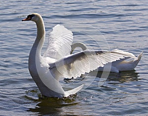 Beautiful isolated image with the swan showing his wings in the lake