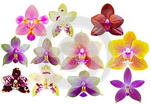 Beautiful isolated orchid flowers on white background