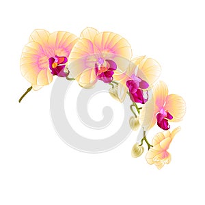 Beautiful isolated Orchid Yellow stem with flowers and buds vintage vector closeup editable illustration