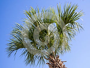 Beautiful isolated palm tree against blue sky in South Carolina, USA