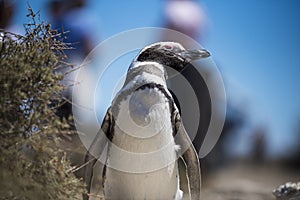 Beautiful  Penguin dwelling free in a natural national park in north Patagonia near the city of Puerto Madryn in Argentina photo