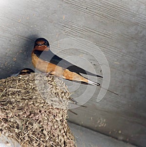 Beautiful isolated picture with a swift in a nest