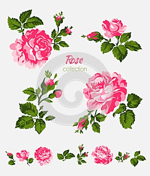 Beautiful isolated pink flowers on the white background. Set of different floral design elements