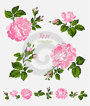 Beautiful isolated pink flowers on the white background. Set of different floral design elements