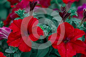 Beautiful isolated red garden flower. Abstract background. Space in background for copy, text, your words.