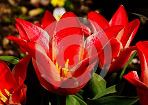 Beautiful isolated red and white blooming Liliaceae tulips in closeup view. soft dark bokeh