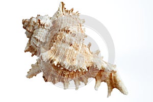 A beautiful isolated sea- shell