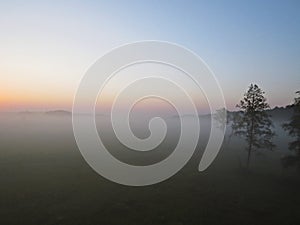 Beautiful Isolated Single Tree Nature Wild Landscape Sunrise with Foggy Mist