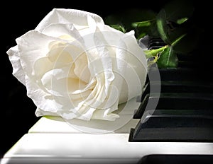 Beautiful Isolated Single White Rose with Green Petals on Piano Keys on Black Background.