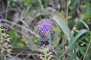 Beautiful isolated violet flower in bloom.Leopoldia Comosa Aka Muscari Comosum - Wild Flower Tassel Hyacin photo