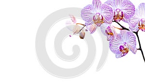 Beautiful isolated white orchid with pink stripes on a white background with space for writing text. Detailed macro shot of the