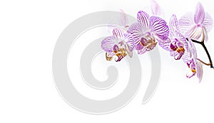 Beautiful isolated white orchid with pink stripes on a white background with space for writing text. Detailed macro shot of the