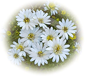 Beautiful isolated white and yellow Daisies