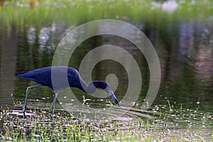 Beautiful ittle blue heron in Florida