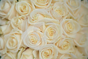 Beautiful ivory large roses close-up shot, floral arrangement for wedding or celebrations