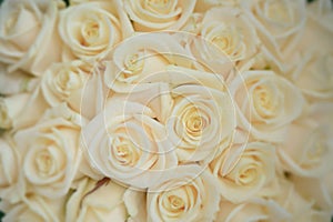 Beautiful ivory large roses close-up shot, floral arrangement for wedding or celebrations photo