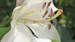 beautiful ivory lily flower blooming in garden. extreme macro 4k footage.