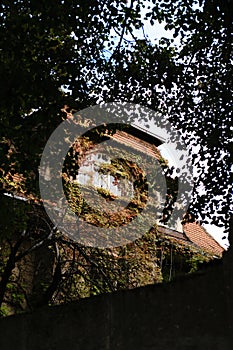 Beautiful ivy-covered building with windows surrounded by green foliage in sunlight.