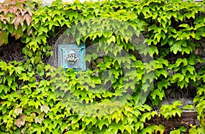 Beautiful ivy growing on a wall in Modesto