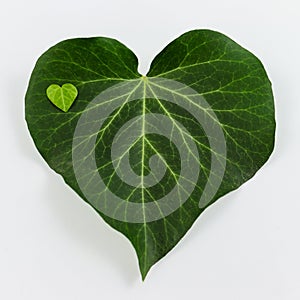 Love heart in heart shaped green Ivy leaf isolated on white background