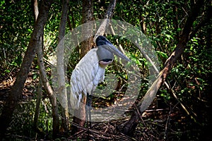 A beautiful jabiru from Baru Island, Cartagena