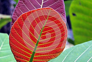 A beautiful Jabon leaf Anthocephalus macrophyllus photo