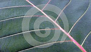 A beautiful Jabon leaf Anthocephalus macrophyllus