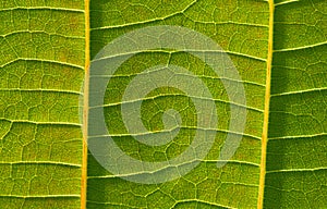 A beautiful Jabon leaf Anthocephalus macrophyllus leaf veins