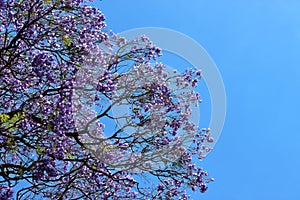 Beautiful jacaranda tree with blue-purple flowers