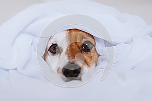 Beautiful jack russell dog at home on bed covered with a white sheet. Home, indoors and lifestyle concept