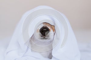 Beautiful jack russell dog at home on bed covered with a white sheet. Home, indoors and lifestyle concept