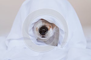 Beautiful jack russell dog at home on bed covered with a white sheet. Home, indoors and lifestyle concept