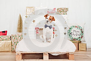 Beautiful jack russell dog sitting on cushion over christmas decoration at home or studio. Dog wearing bow tie. Christmas time,