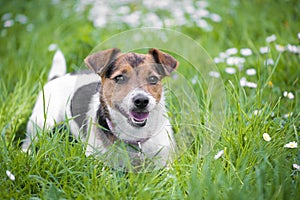 Jack Russell Terrier photo