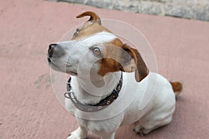 Beautiful Jack Russell Terrier in black leather dog collar outdoors