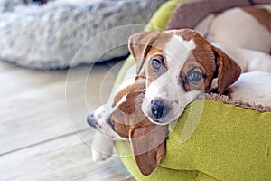 beautiful Jack Russell terrier puppies lie on their bed in the house. photo
