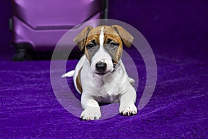 beautiful Jack Russell terrier puppy lies on a purple background near a travel suitcase