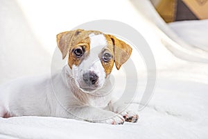 beautiful Jack Russell terrier puppy lies on the sofa.