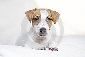 beautiful Jack Russell terrier puppy lies on the sofa.