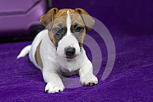 beautiful Jack Russell terrier puppy lying on a purple