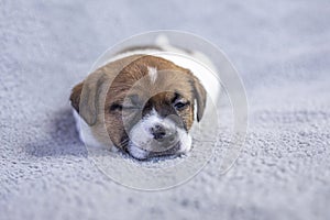 beautiful Jack Russell terrier puppy sleeping