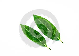 Beautiful jackfruit leaf on white background