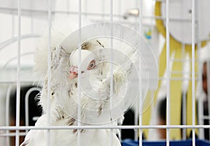 A beautiful Jacobin pigeon with feathered hood