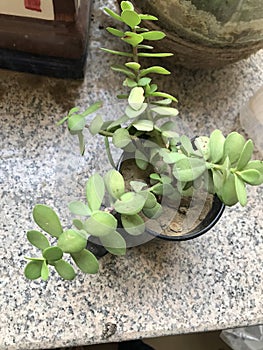 A beutiful jade plant