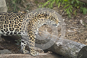 Beautiful jaguar portrait, feline, wildlife