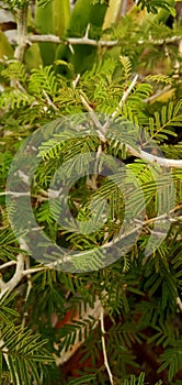 This is a beautiful  jand plant