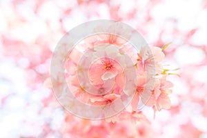 Beautiful Japan Sakura flower