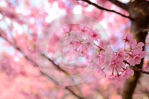 Beautiful Japan Sakura tree